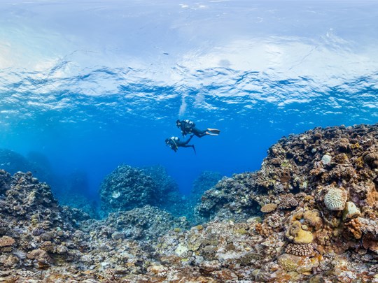 Plongée et découverte des trésors sous-marins