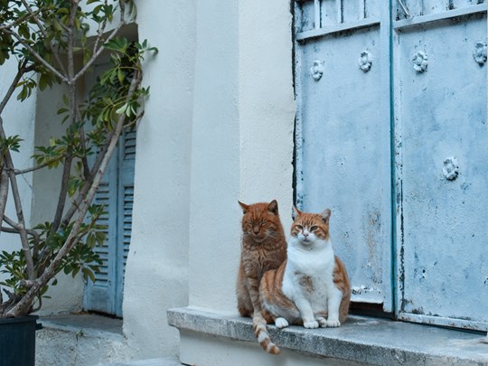 Les chats de quartier, de vrais habitant d'Athènes