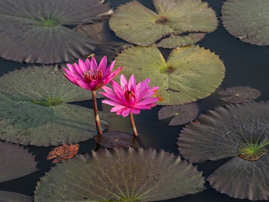 Les jardins traditionnels