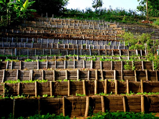 Ferme organique du Phu Chaisai Mountain Resort & Spa en Thaïlande