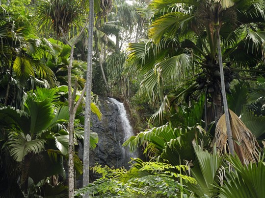 Visite de la Vallée de Mai, un véritable jardin d'Eden célèbre pour abriter des cocotiers de mer connus comme les coco-fesses