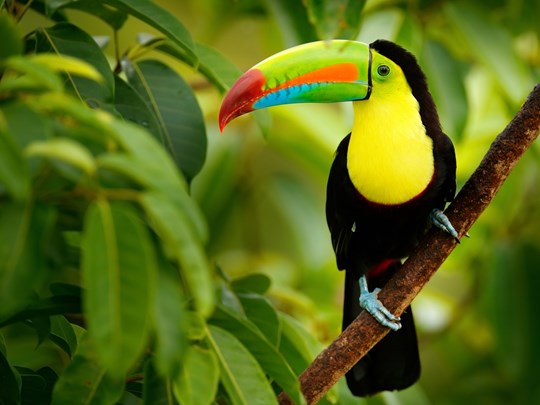 À la rencontre des toucans à Boca Tapada