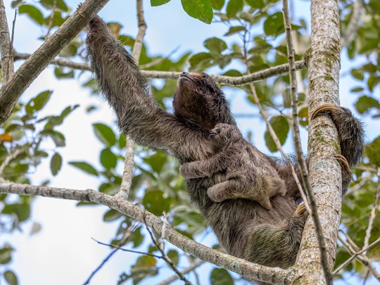 Une maman paresseux et son bébé à La Fortuna