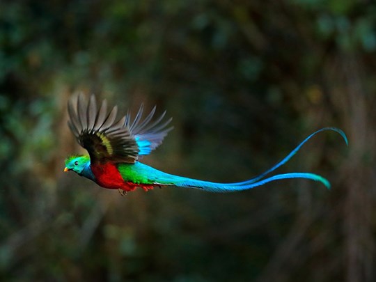 Un magnifique quetzal resplendissant en plein vol 