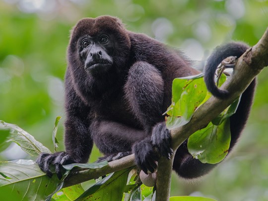 Singe hurleur dans la forêt de Tortuguero