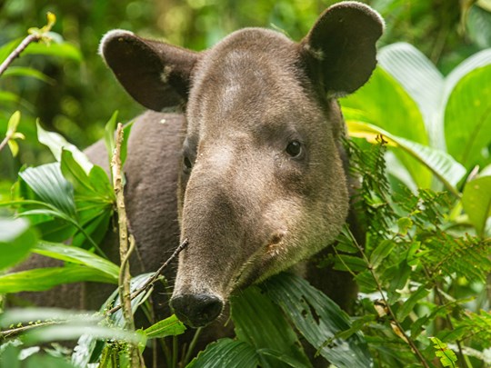 Tapir dans la jungle dans la région de Guanacaste