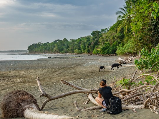 Rencontrer des tapirs sur la plage 