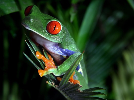 Des yeux hypnotisants pour cette rainette