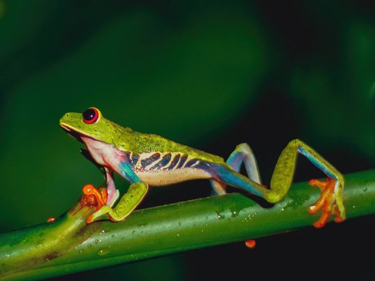 Les magnifiques couleurs de la rainette à yeux rouge