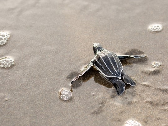 Un bébé tortue partant à l'assaut de l'océan