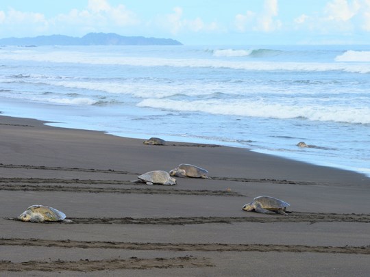 Les mamans tortues viennent pondre sur la plage de Camaronal