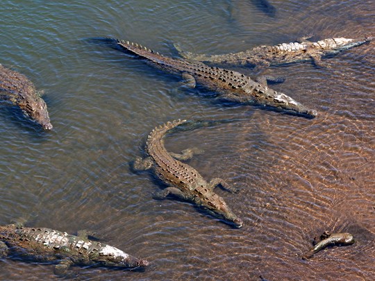 Crocodiles sous le pont de Tarcoles