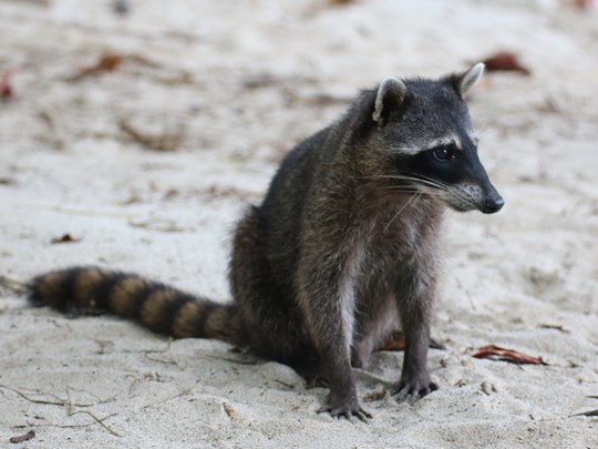Petit raton laveur dans le parc Manuel Antonio