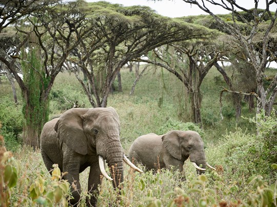 Les majestueux éléphants du Ngorongoro