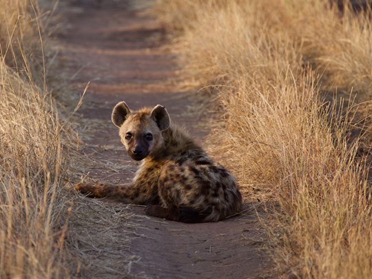 Les hyènes comptent parmi les prédateurs