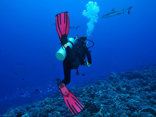 Plongez sous les requins, à la recherche de murènes