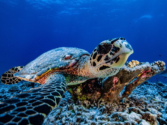 Approchez-vous des tortues de près