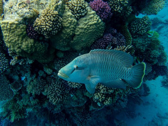 Observez les poissons napoléons à travers les coraux