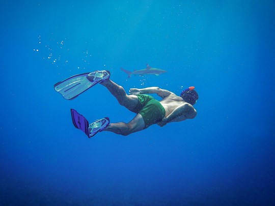 Une dernière fois, partez à la rencontre des requins gris