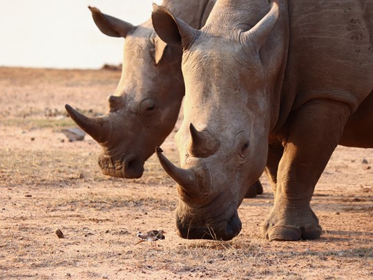 Embarquez avec un guide sur les traces des rhinocéros