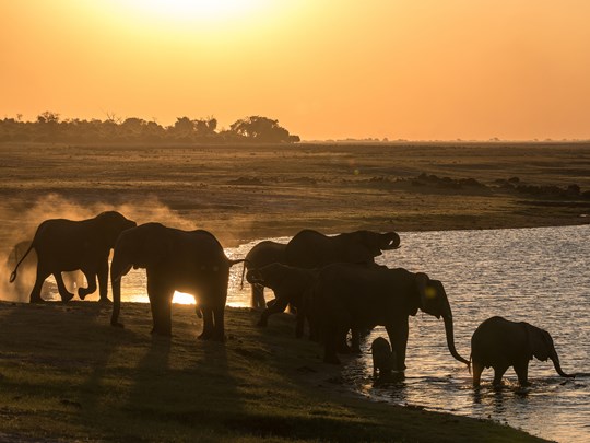 Chobe, le paradis des éléphants du Botswana