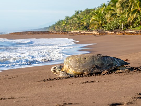 Tortuguero, la terre des tortues