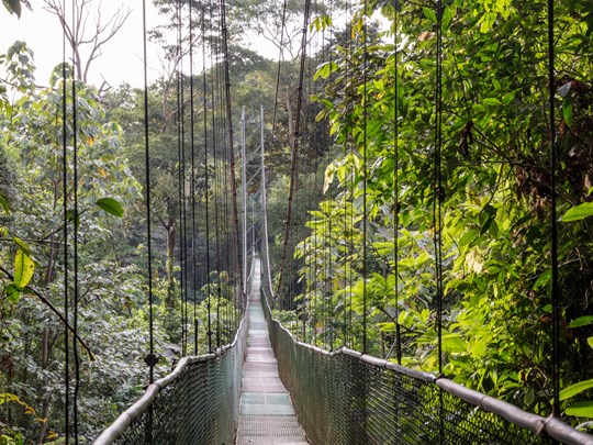 Une verdure luxuriante à perte de vue