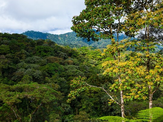 Nature préservée de Sarapiquí