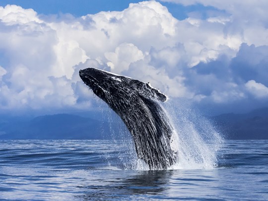 Observation des baleines à bosse