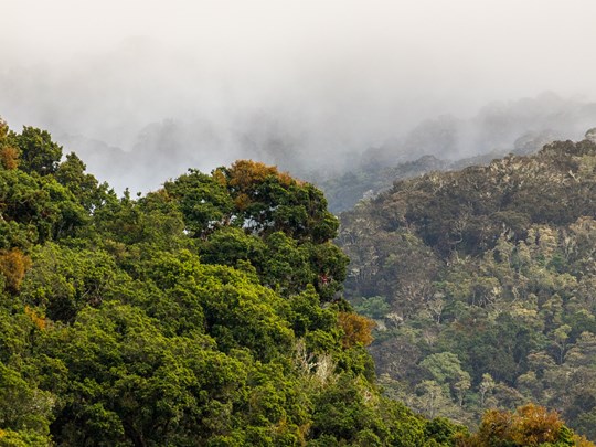 La mystérieuse forêt de brume de Río Macho