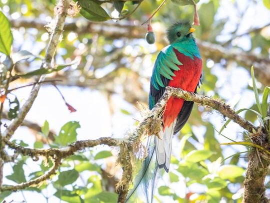 Rencontre avec un quetzal aux couleurs irréelles