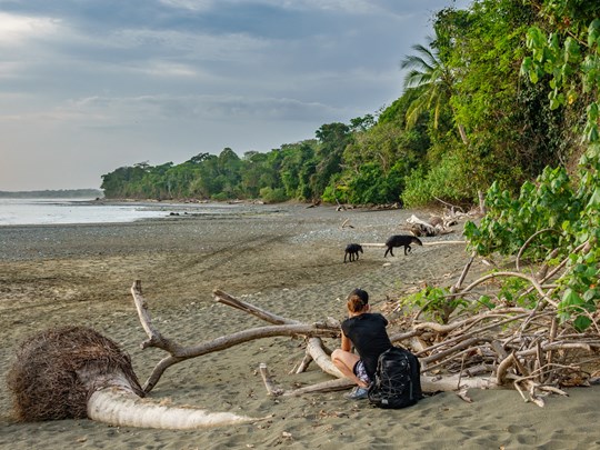 Corcovado, refuge du mystérieux tapir