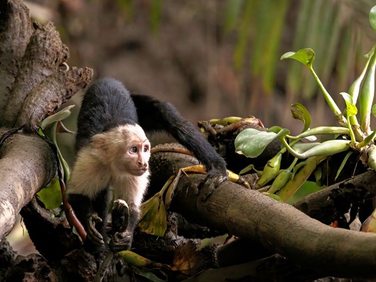 Singe capucin en pleine exploration