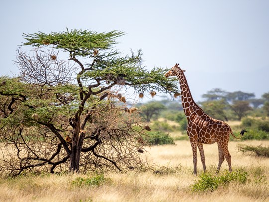 Le désert verdoyant de Samburu