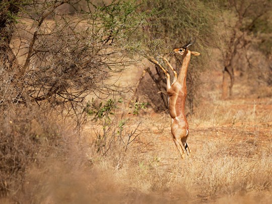 La gracile Gerenuk se dresse sur ses longues pattes