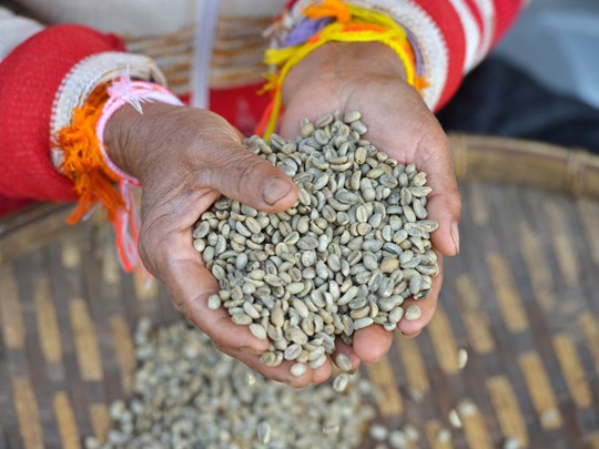 Découvrez les plantations de café 