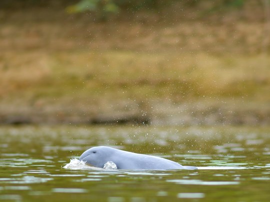 Observez le dauphin d'Irrawaddy