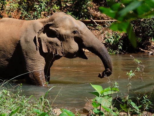 Observez les Eléphants au cœur de la forêt 