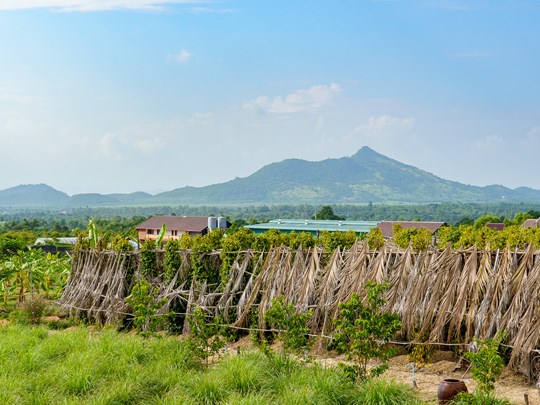 Les plantations de poivre à Kampot