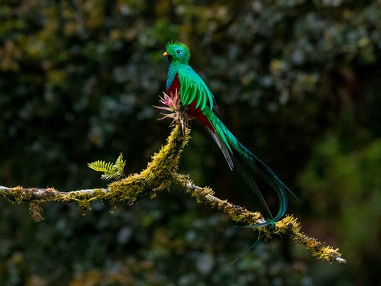 Les couleurs exceptionnelles du quetzal flamboyant