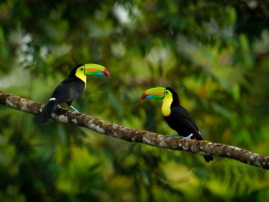 L'incontournable toucan du Costa Rica