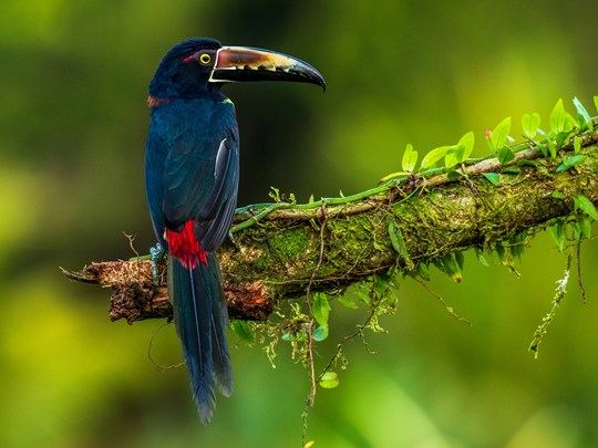 Devenez un vrai ornithologue 