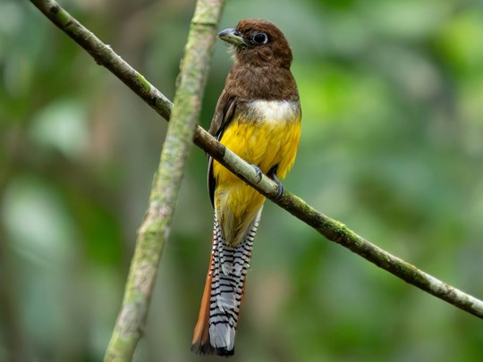 Tentez de reconnaître les différentes espèces dans les arbres