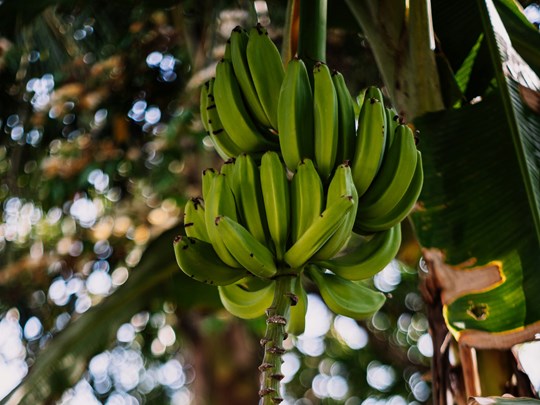 Les plantations de bananes au Costa Rica