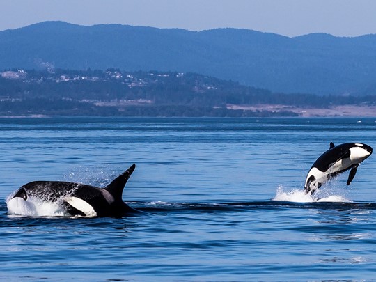 Partez à la rencontre des baleines et des phoques de Tadoussac
