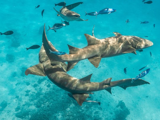 Les requins-nourrices dans l'océan Indien