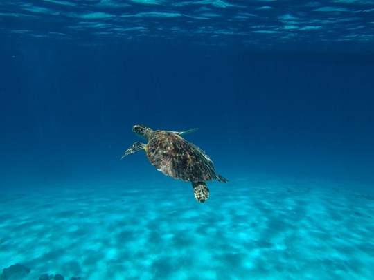 Partez explorer les fonds marins d'Okinawa