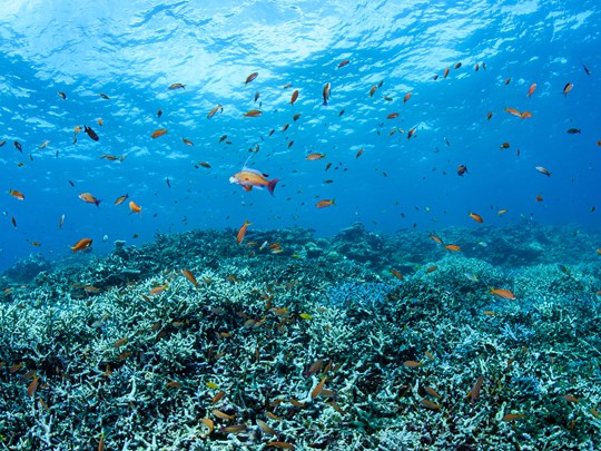 Prenez-en plein les yeux lors d'une sortie snorkeling