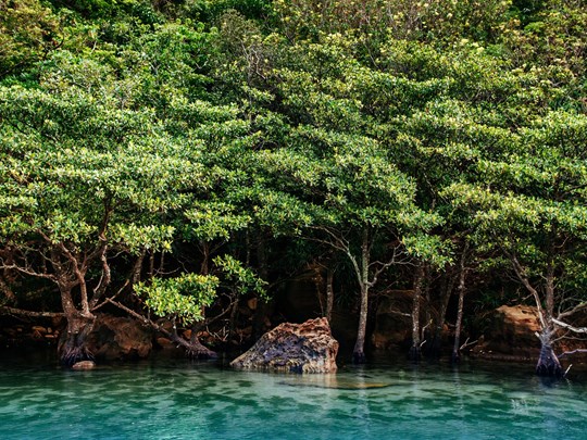 Partez à la découverte de la mangrove sur l'île d'Iriomote