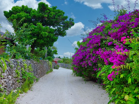 Flânez dans les rues fleuries de l'île